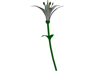 Lily 3D Model preview