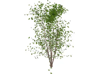 Tree 3D Model preview