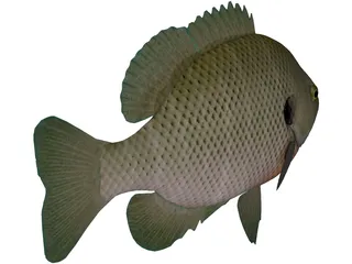 Bluegill 3D Model preview