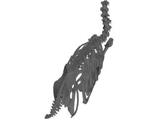 Macaw Skeleton 3D Model preview