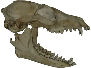 Fox Head Skull 3D Model preview