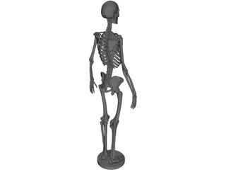 Human Skeleton 3D Model preview