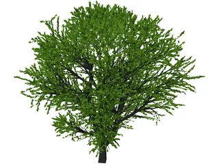 Cherry Tree 3D Model preview