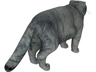Pallas Cat 3D Model preview