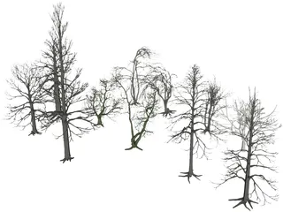 Dead Trees 3D Model preview