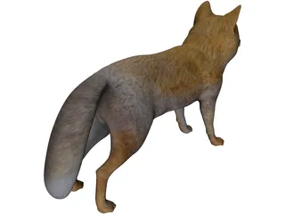 Tibetan Hill Fox 3D Model preview