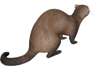 Ferret 3D Model preview