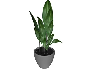 Ficus 3D Model preview