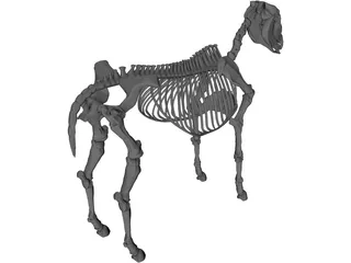 Horse Skeleton 3D Model preview