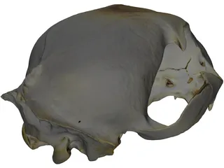 Lynx Skull 3D Model preview
