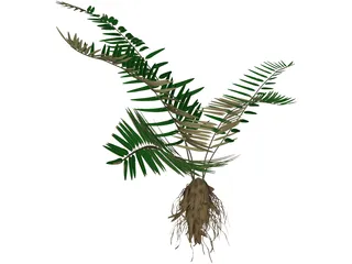 Sword Fern 3D Model preview