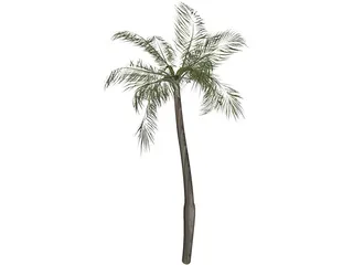 Palm Tree 3D Model preview