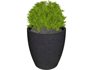 Boxwood Plant 3D Model preview