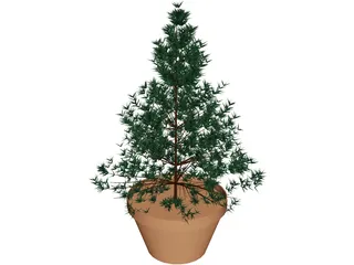 Potted Pine Tree 3D Model preview