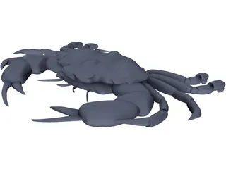 Harris Mud Crab 3D Model preview