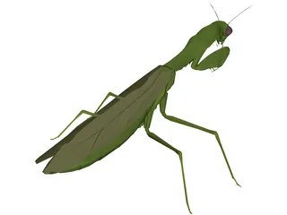 Flying Mantis 3D Model preview