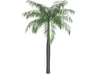 Palm Tree (Royal Palm) 3D Model preview