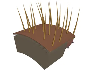 Hair Skin 3D Model preview