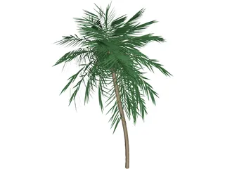 Palm Tree Tall 3D Model preview