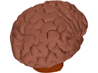 Brain 3D Model preview