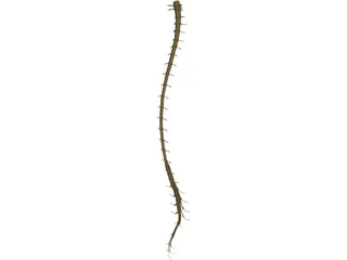 Spinal Cord 3D Model preview