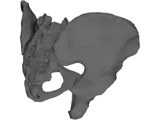 Pelvis 3D Model preview