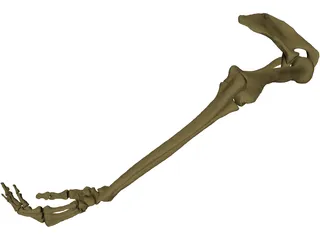 Arm Right 3D Model preview