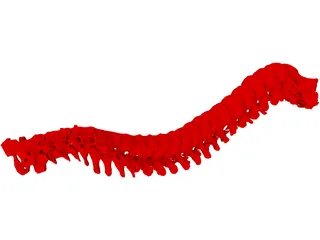 Vertebral Column 3D Model preview