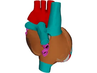 Heart with Internal Parts 3D Model preview