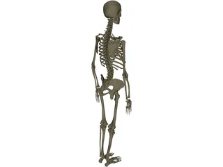 Skeleton Female 3D Model preview