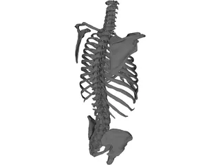 Torso 3D Model preview