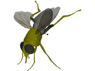 Fly 3D Model preview