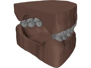 Teeth, Roots, Gums 3D Model preview