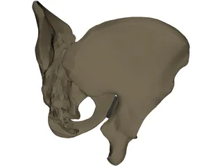 Pelvis Male 3D Model preview