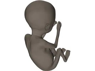 Fetus 20-Week 3D Model preview