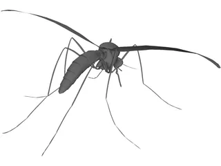 Mosquito 3D Model preview