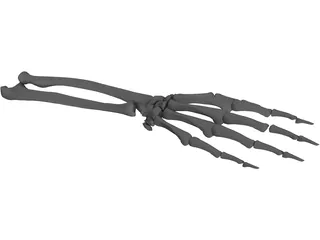 Right Ulna and Radius Bones 3D Model preview