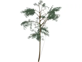 Acacia 3D Model preview