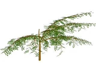 Albicia 3D Model preview