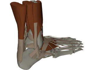 Ankle 3D Model preview