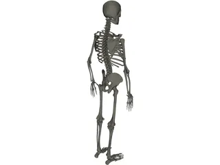 Skeleton Male 3D Model preview