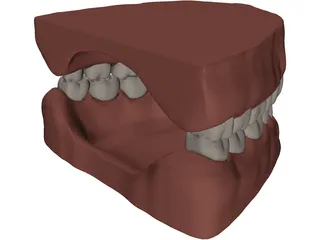 Teeth and Gums 3D Model preview