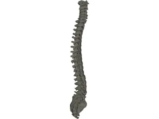 Vertebral Column 3D Model preview