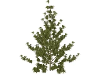 Bhutan Pine 3D Model preview