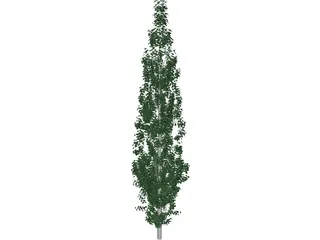 Populus 3D Model preview