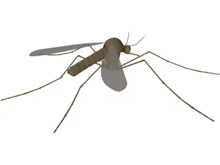 Mosquito 3D Model preview