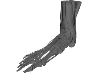 Human Leg 3D Model preview