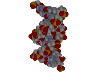 B-DNA 3D Model preview