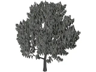 Acacia Tree 3D Model preview