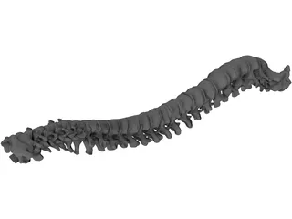 Vertebral Column and Spinal Cord 3D Model preview